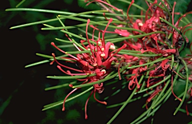 APII jpeg image of Hakea purpurea  © contact APII