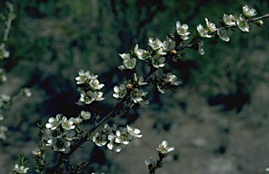 APII jpeg image of Leptospermum nova-angliae  © contact APII