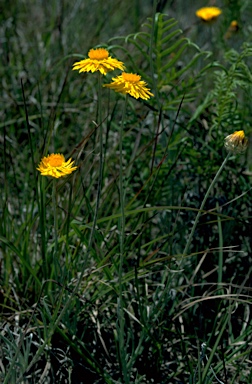 APII jpeg image of Leucochrysum albicans  © contact APII