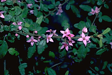 APII jpeg image of Boronia mollis  © contact APII