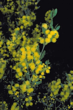 APII jpeg image of Acacia ixiophylla  © contact APII