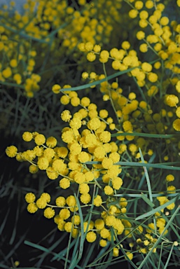 APII jpeg image of Acacia linearifolia  © contact APII