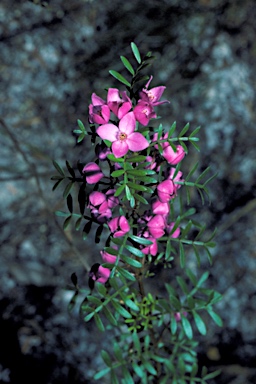 APII jpeg image of Boronia pinnata  © contact APII