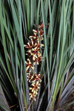 APII jpeg image of Lomandra confertifolia subsp. rubiginosa 'Frosty Top'  © contact APII