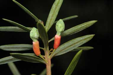 APII jpeg image of Podocarpus cunninghamii x totara  © contact APII