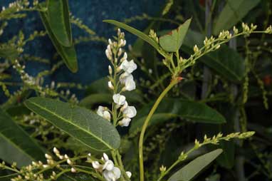 APII jpeg image of Hardenbergia violacea 'White Out'  © contact APII