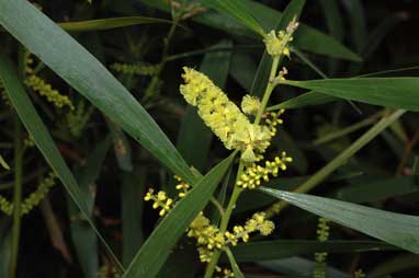 APII jpeg image of Acacia longifolia subsp. longifolia  © contact APII