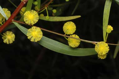 APII jpeg image of Acacia dodonaeifolia  © contact APII