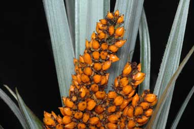 APII jpeg image of Astelia sp. nov. australiana  © contact APII