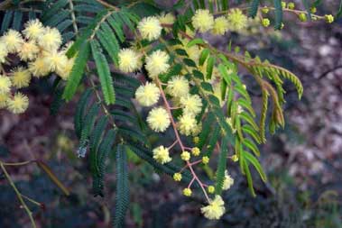 APII jpeg image of Acacia oshanesii  © contact APII