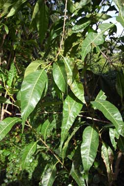 APII jpeg image of Ficus coronulata  © contact APII