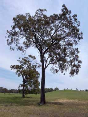 APII jpeg image of Eucalyptus crebra  © contact APII