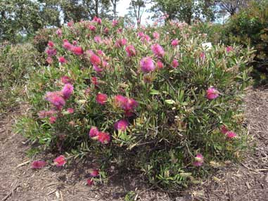 APII jpeg image of Callistemon 'Violaceus'  © contact APII