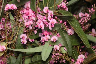 APII jpeg image of Hardenbergia 'Candy Wrapper'  © contact APII