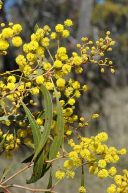 APII jpeg image of Acacia pycnantha  © contact APII