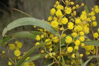 APII jpeg image of Acacia pycnantha  © contact APII