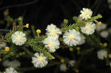 APII jpeg image of Acacia brunioides subsp. brunioides  © contact APII