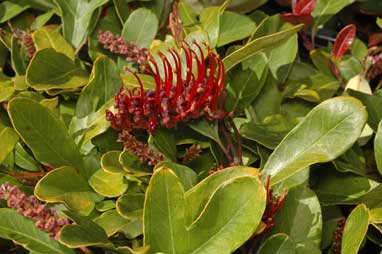 APII jpeg image of Grevillea laurifolia 'Bluemountain Rambler'  © contact APII