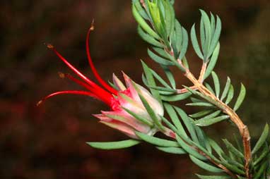 APII jpeg image of Darwinia taxifolia subsp. macrolaena  © contact APII