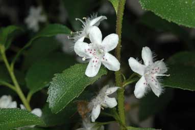 APII jpeg image of Myoporum petiolatum  © contact APII