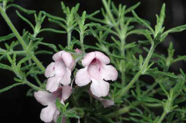 APII jpeg image of Prostanthera stenophylla  © contact APII