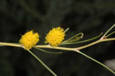 APII jpeg image of Acacia coolgardiensis  © contact APII