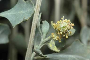 APII jpeg image of Atriplex nummularia subsp. spathulata  © contact APII