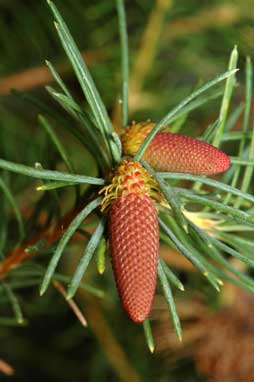 APII jpeg image of Banksia nutans var. nutans  © contact APII