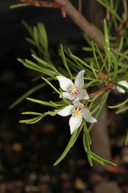 APII jpeg image of Boronia gunnii  © contact APII