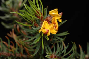 APII jpeg image of Pultenaea mollis  © contact APII