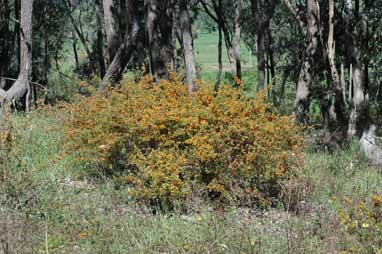 APII jpeg image of Pultenaea setulosa  © contact APII