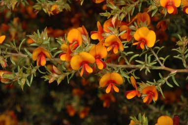 APII jpeg image of Pultenaea setulosa  © contact APII