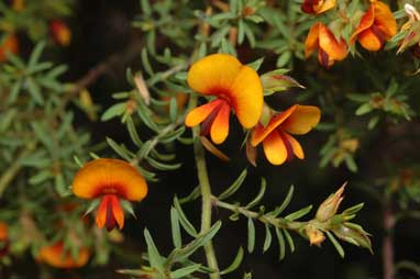 APII jpeg image of Pultenaea setulosa  © contact APII