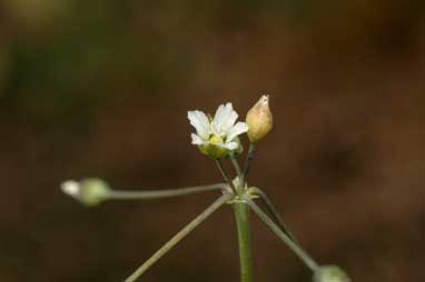 APII jpeg image of Holosteum umbellatum  © contact APII