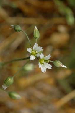 APII jpeg image of Holosteum umbellatum  © contact APII