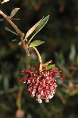 APII jpeg image of Grevillea evansiana  © contact APII