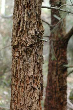 APII jpeg image of Allocasuarina torulosa  © contact APII