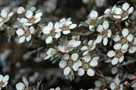 Leptospermum multicaule