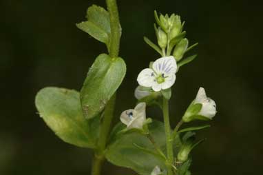 APII jpeg image of Veronica serpyllifolia  © contact APII