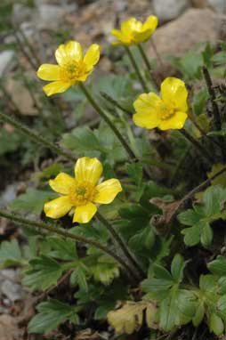 APII jpeg image of Ranunculus graniticola  © contact APII