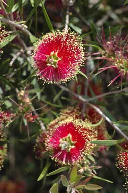 APII jpeg image of Callistemon 'Marlborough'  © contact APII