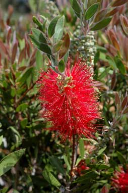 APII jpeg image of Callistemon 'Carmina'  © contact APII