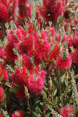 APII jpeg image of Callistemon 'Western Glory'  © contact APII