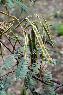 APII jpeg image of Acacia debilis  © contact APII