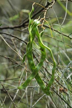 APII jpeg image of Acacia adunca  © contact APII