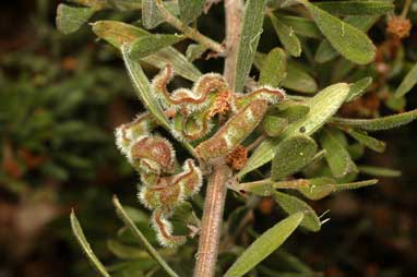 APII jpeg image of Acacia consobrina  © contact APII