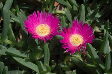 APII jpeg image of Carpobrotus glaucescens  © contact APII