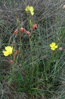 APII jpeg image of Oenothera stricta subsp. stricta  © contact APII