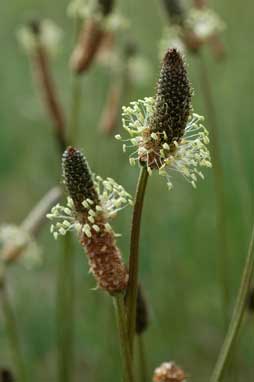 APII jpeg image of Plantago lanceolata  © contact APII