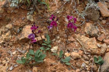 APII jpeg image of Glycine tabacina  © contact APII